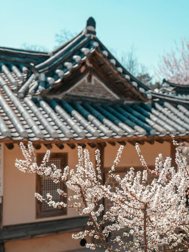 🌸 추사고택 💕
