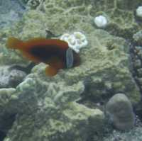 冲繩古座間味海灘