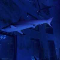 Up-close and personal with the marine world!
