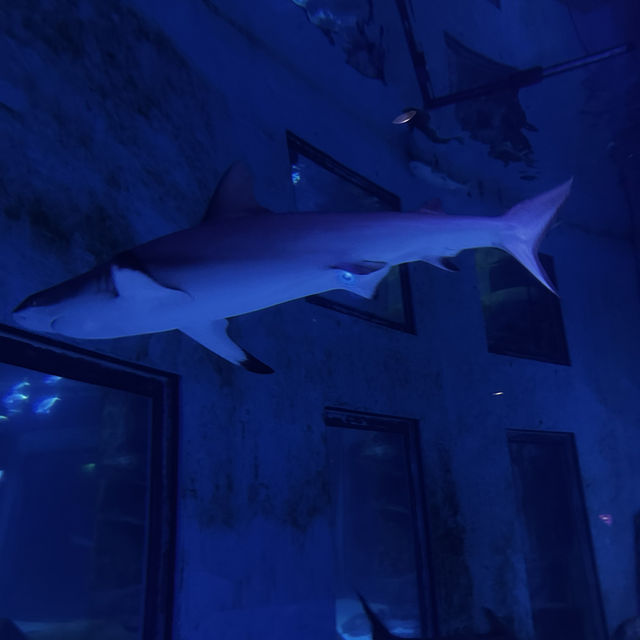 Up-close and personal with the marine world!
