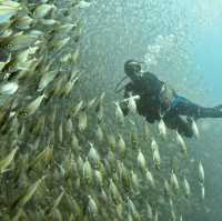 Calypso Diving Koh Tao