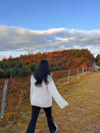 가을의 샬럿 탐험 🍁