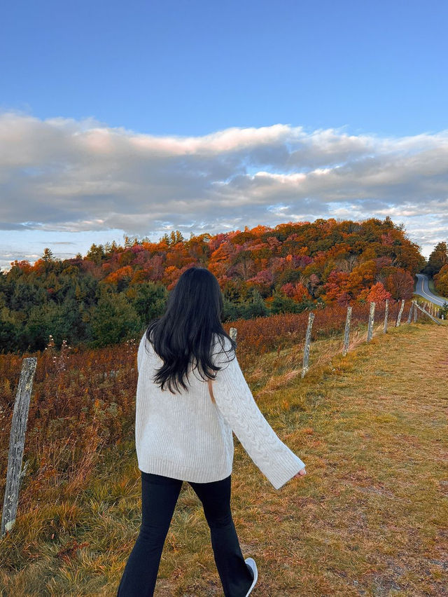 가을의 샬럿 탐험 🍁