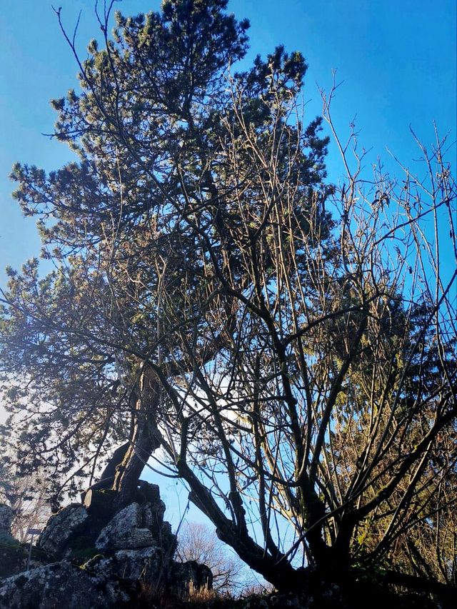 Discover the Winter Beauty of the Geneva Botanical Garden's Outdoor Oasis ❄️🌳