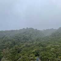 A forest in the clouds 