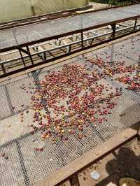 Nairobi Coffee Tour – Bean to Brew, Right at the Source ☕️