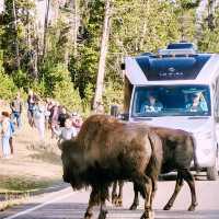 Yellowstone National Park Ultimate Transportation Guide