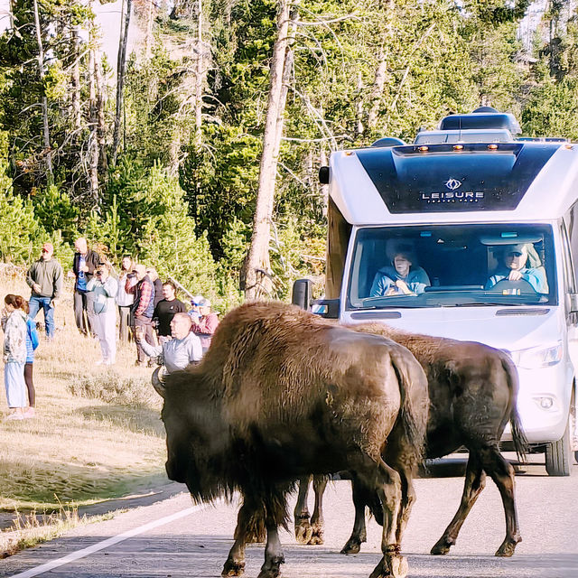 Yellowstone National Park Ultimate Transportation Guide