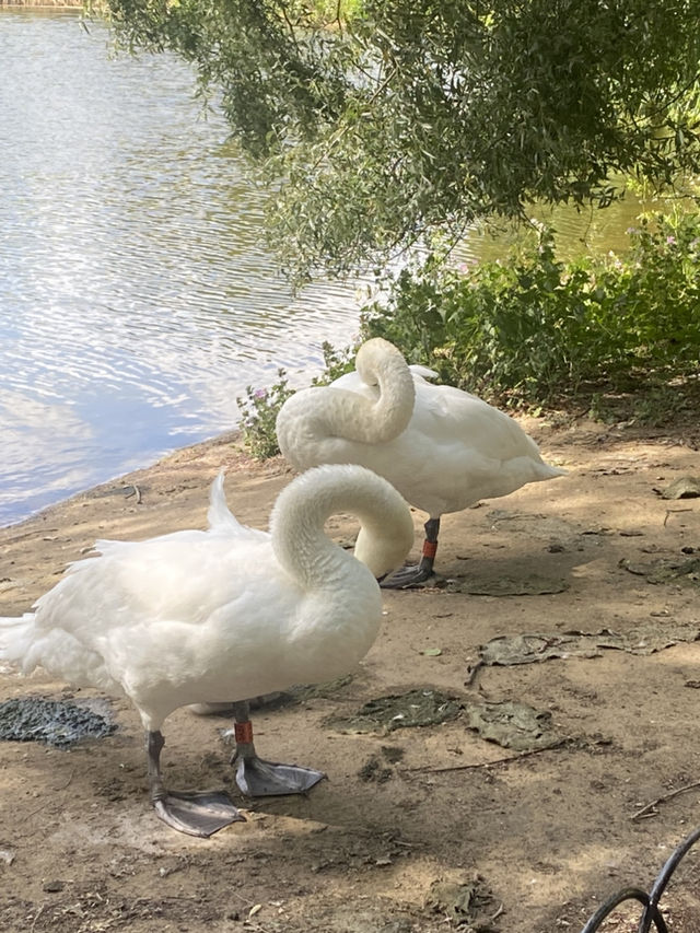 A Stroll to Remember: One Day in London
