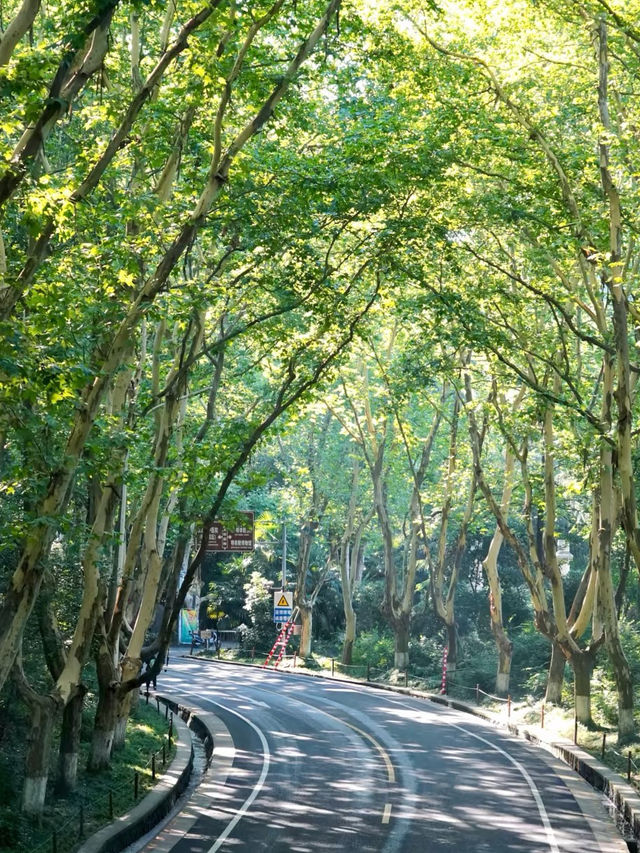 Nanjing: Where History Meets Modern Life