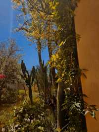 🌿 Le Jardin Secret – A Hidden Oasis in the Heart of Marrakech