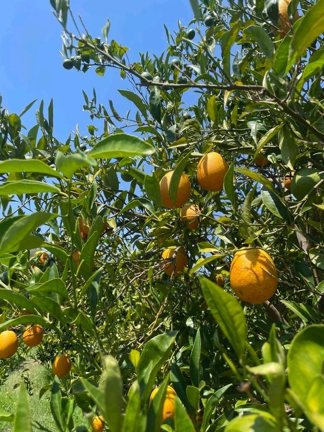 A Citrus Escape in Sóller, Mallorca 🍋🌿