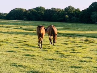Southampton to the New Forest: A Wild Day Out