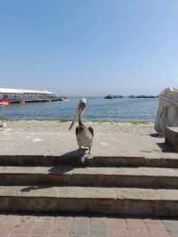 The Ballestas Islands.