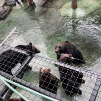 China’s first ever Zoo with uncaged animals🫢