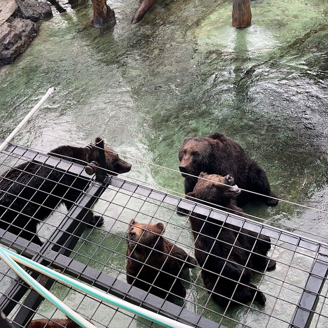 China’s first ever Zoo with uncaged animals🫢