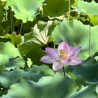 【中国・蘇州】夏は蓮の花が一面に咲き乱れる庭園・拙政園（世界文化遺産）