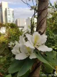 Lychee Park Flower Viewing | Unique White Flowers Show the Beauty
