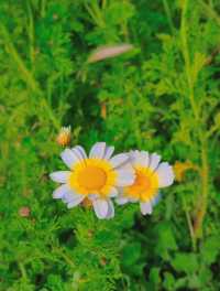 Hiking route, walking along the cliff flower sea may bring you peace...