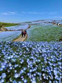 Fairy-tale-like pink butterfly flower sea 丨 Hitachi Seaside Park, a national park in Japan