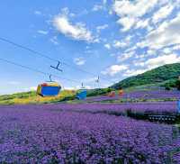Qinghai Seven-color Flower Sea