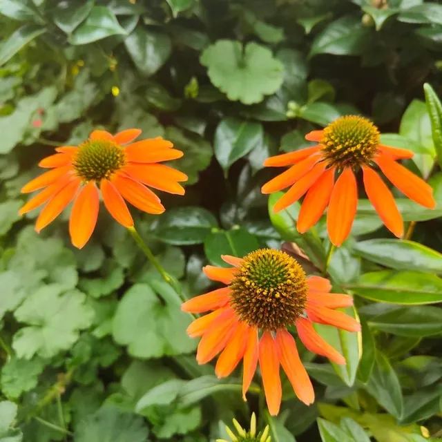 🌸 Exploring the Blooms at Flower Dome, Singapore! 🌸