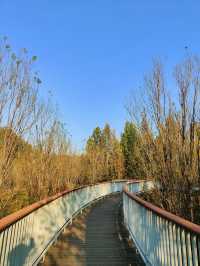 擁有森林棧道的天津免費公園