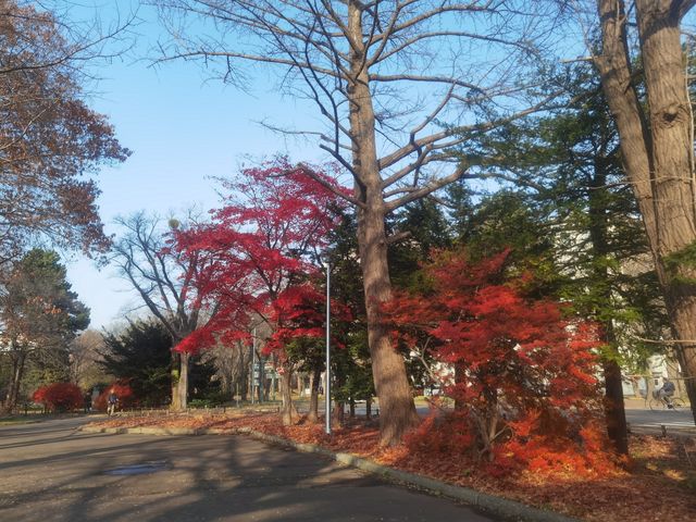 北海道大學校園—關不住的滿園秋色