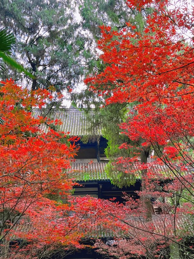 鶴鳴山道觀|道教發源地～賞楓葉賞銀杏聖地