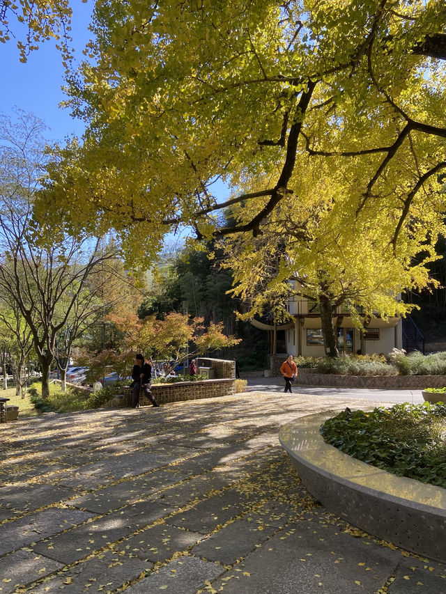莫干山·仙潭碧坞銀杏黃了，快來拍照吧