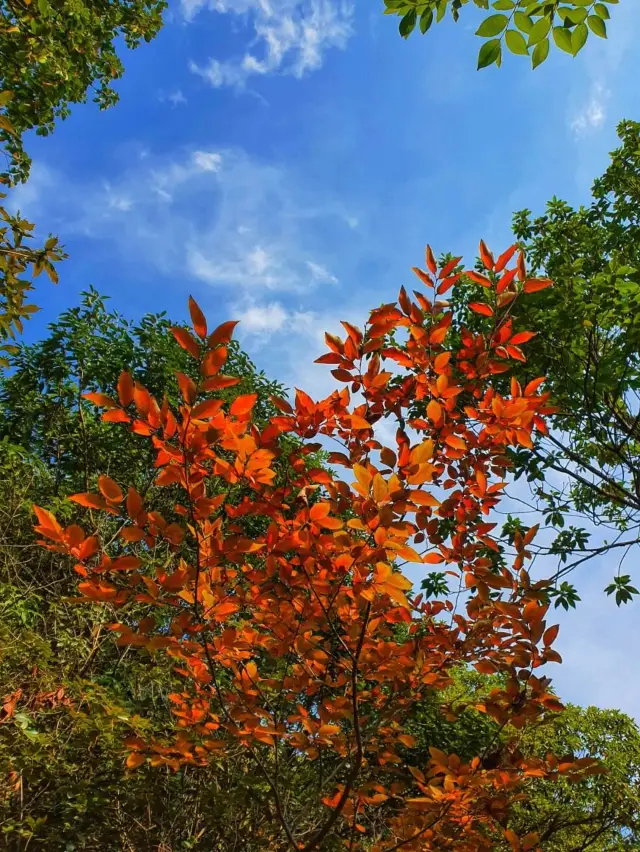 An autumn trip that only locals in Hangzhou can find, a trip to enjoy maple and ginkgo leaves is enough