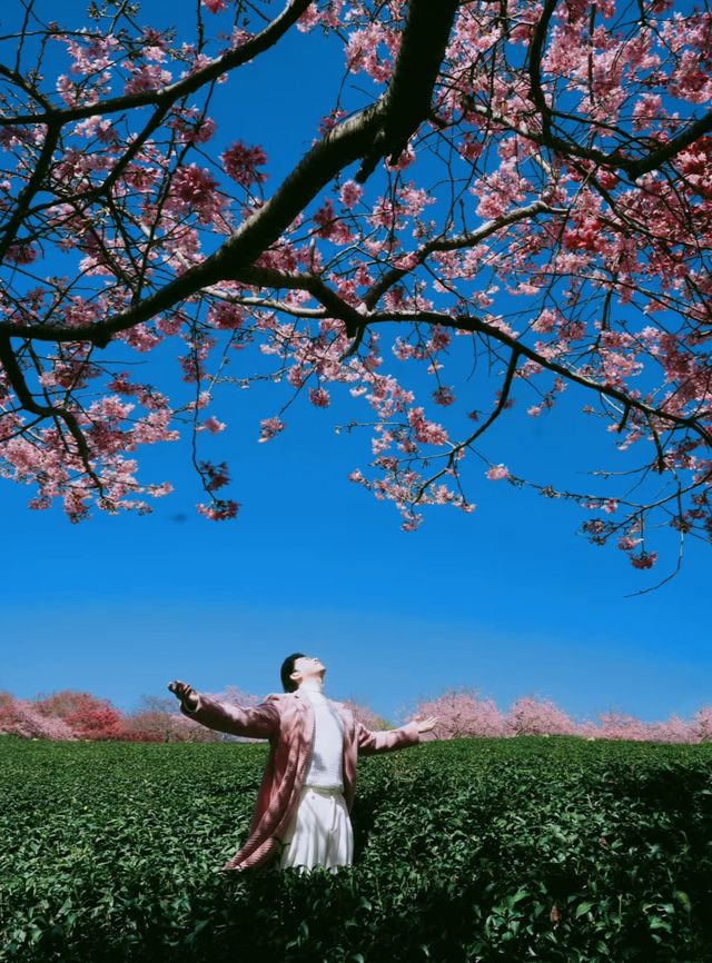 坐粉紅色小火車宮赴福建最美賞櫻之地 坐粉紅色小火車宮赴福建最美賞櫻之地