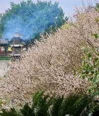 說三遍:不是林陽寺，不是林陽寺，不是林陽寺