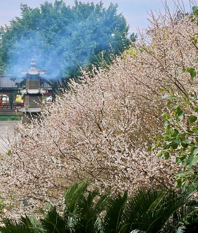 說三遍:不是林陽寺，不是林陽寺，不是林陽寺