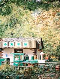 上海共青森林公園旅遊攻略