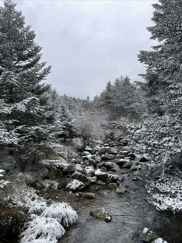 南方人冬天的正確打開方式神農架看雪攻略