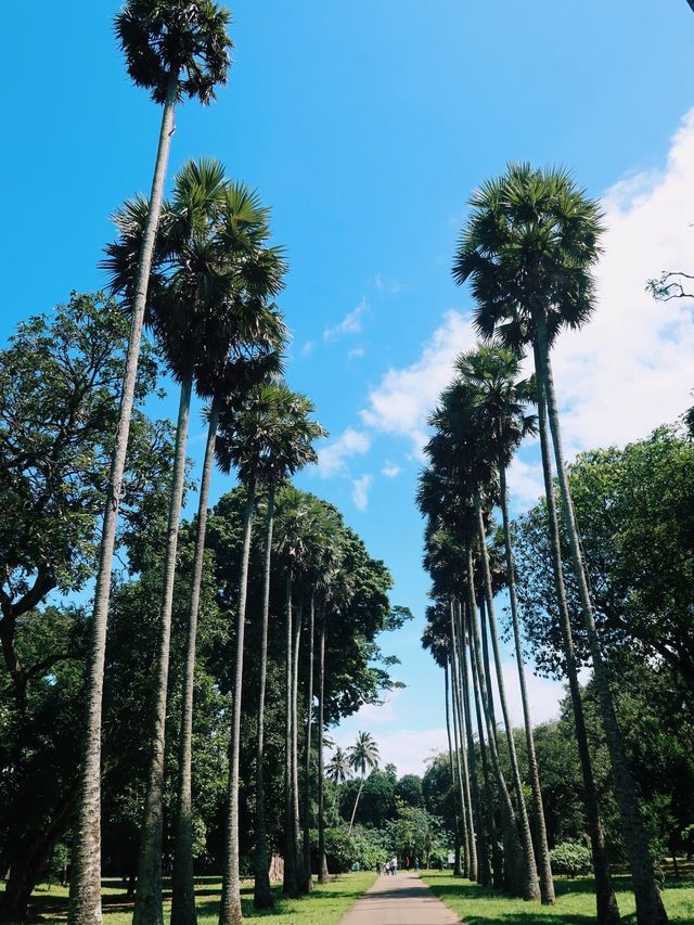 Kandy Botanical Gardens, Sri Lanka🇱🇰🌸🪷