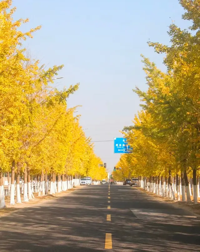 I'm amazed, there is such a beautiful Ginkgo Avenue in Suzhou