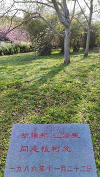 春天的共青森林公園，到哪裡都是風景，71