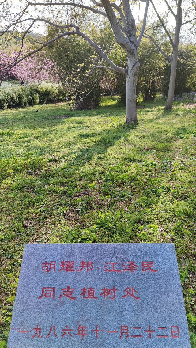 春天的共青森林公園，到哪裡都是風景，71