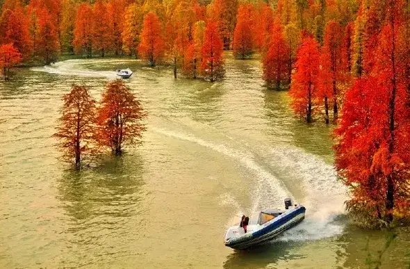 水上の森、杭州旅行で見逃せないスポット