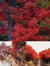 賞秋！不可錯過的美景！吉林•紅葉谷攻略！奉上！