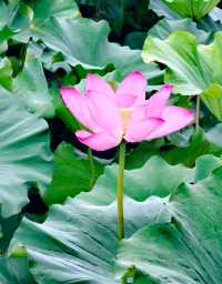 夏日賞荷,這裡的荷池別樣的美