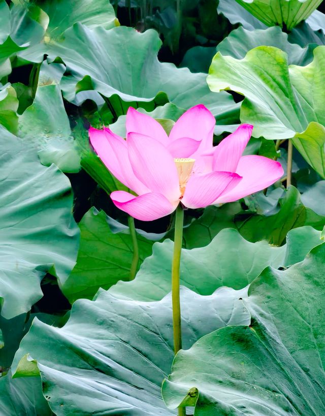 夏日賞荷,這裡的荷池別樣的美 夏日賞荷,這裡的荷池別樣的美