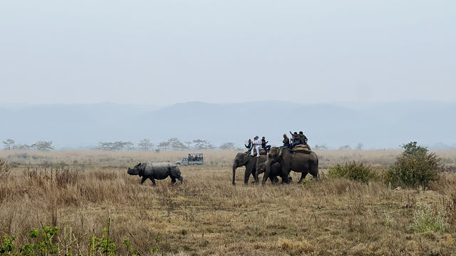 尼泊爾Day5 | 奇特旺森林吉普車&大象Safari