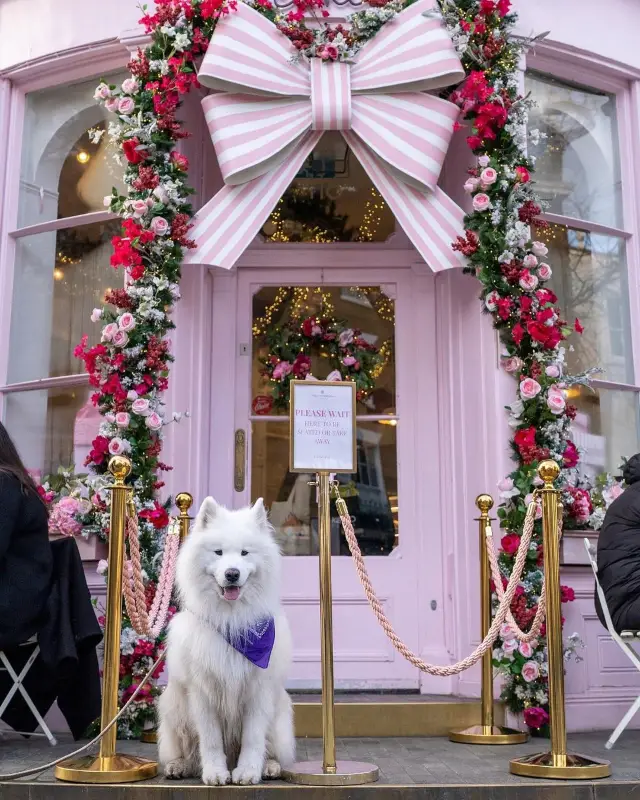 🐻🇬🇧 Spotted: Polar Bear Invasion in London! Which Photo Takes the Crown? 📸❤️