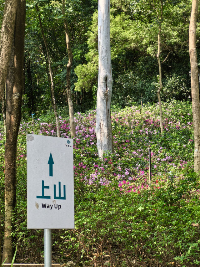 廣州春日限定的這條花路，我先走了