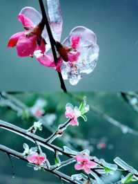 粵北觀冰花