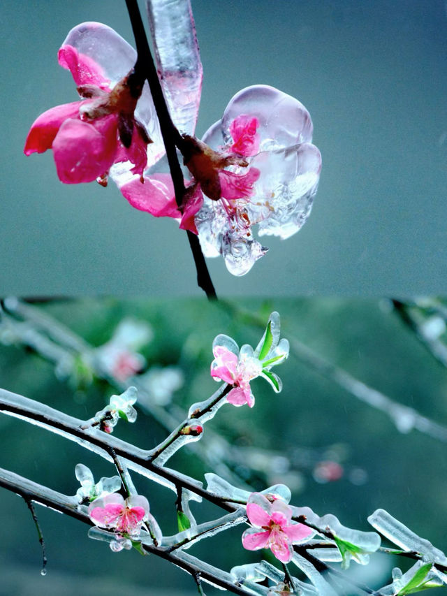 粵北觀冰花