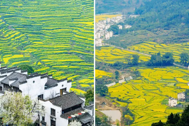 Wuyuan Spring Tour 2023 | The Ultimate Guide to Flower Viewing